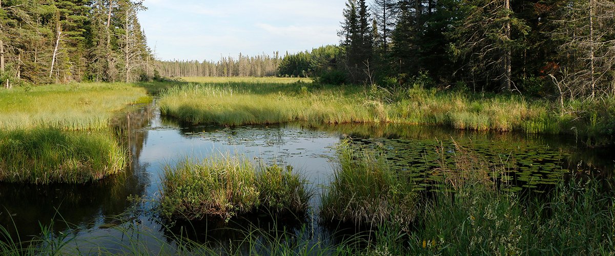 Ducks Unlimited is expanding conservation efforts in Canada’s boreal forest through new funding and partnerships with Indigenous communities, governments, and private donors. This initiative will protect critical waterfowl breeding habitat in the Northwest Territories—especially