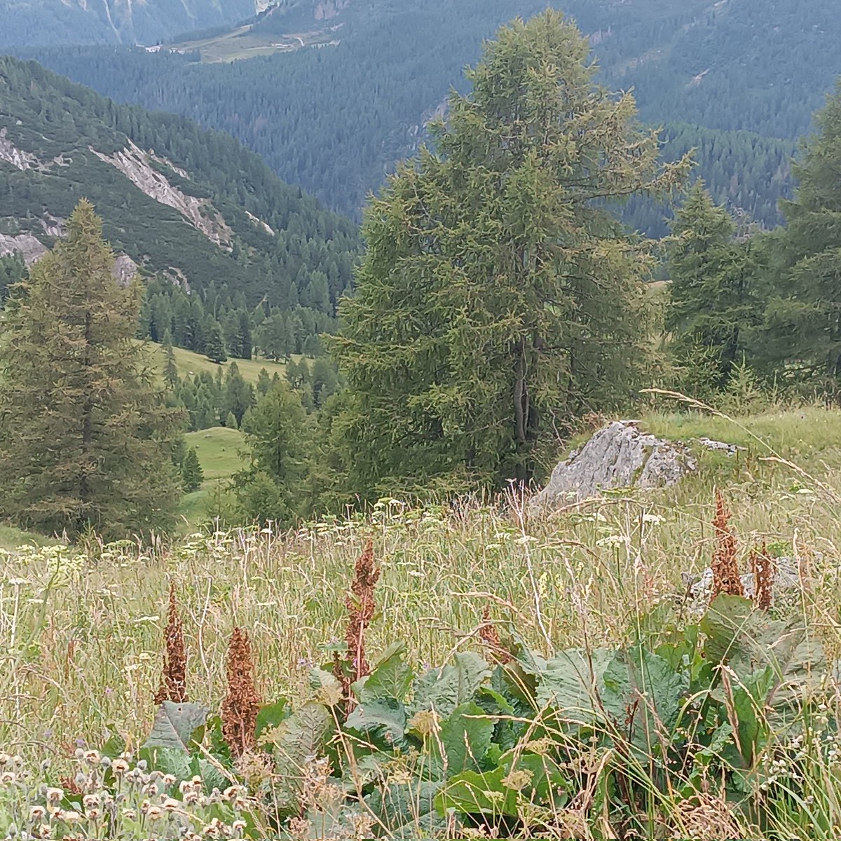 Rayorebeld's tweet image. #Alpi #Alpes #Dolomiti 😍