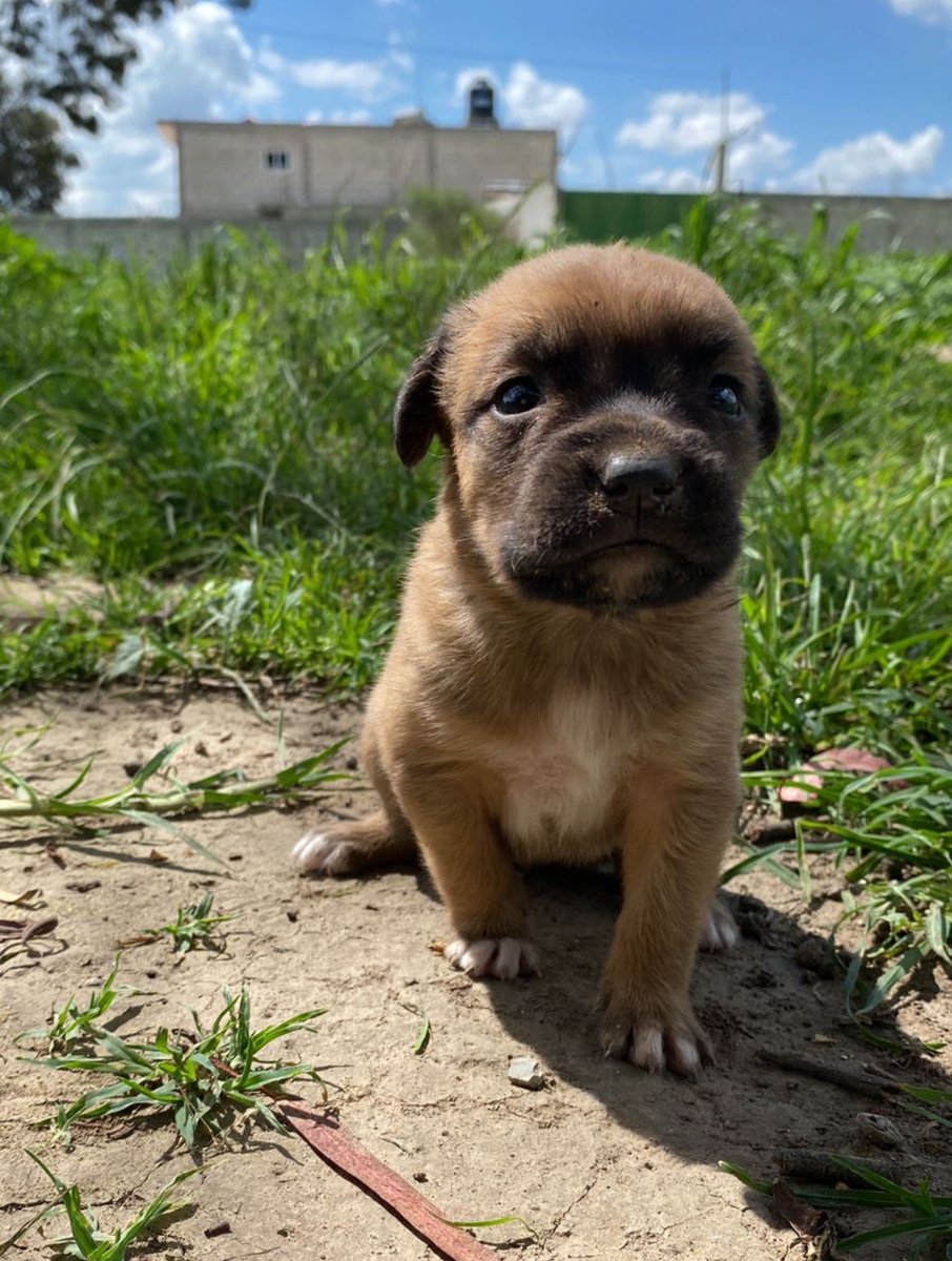 Amigos por favor ayúdenme a compartir, tenemos en adopción a estos hermosos animalitos, están en #Puebla, pero pueden viajar al interior de la República Mexicana. Se entregan con protocolo de adopción. Por favor RT Amigos inf, 2227 36 26 95.
Gracias 🙏