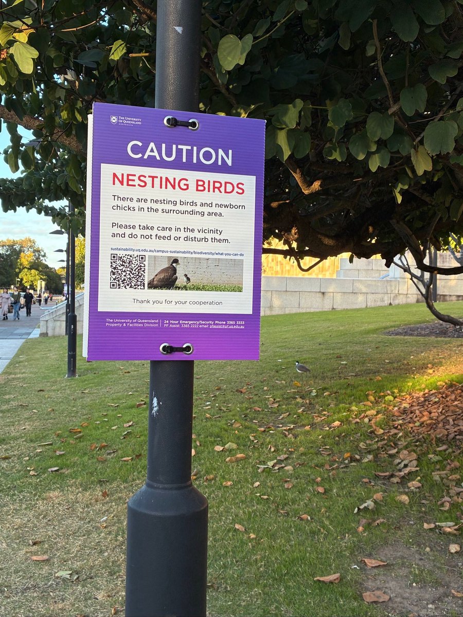 There’s nesting birds in a few places around the UQ St Lucia campus. Watch out for signs &amp; birds if moving around campus (and anywhere else in SE Qld), and please be respectful to them. 🐦💕 #birds #Birdsoncampus #birdsatuni #birdsnesting #nestingbirds #nestingamimals #UQLife