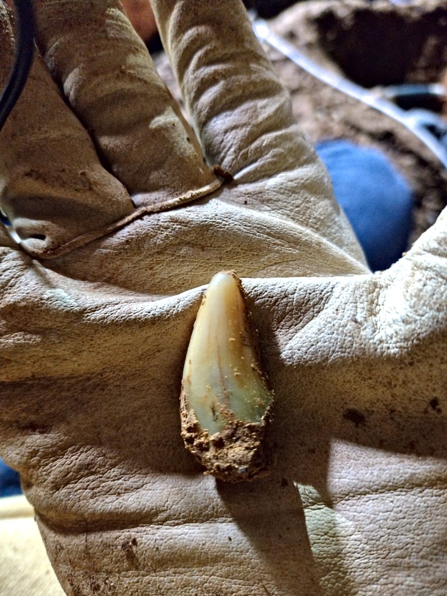 ASUBeingHuman's tweet image. Congrats to Divyendu Kashyap, evolutionary anthropology PhD student, on receiving the prestigious Baldwin Fellowship from The Leakey Foundation!  

His research on ancient East African ecosystems helps us understand how species responded to environmental shifts over time.