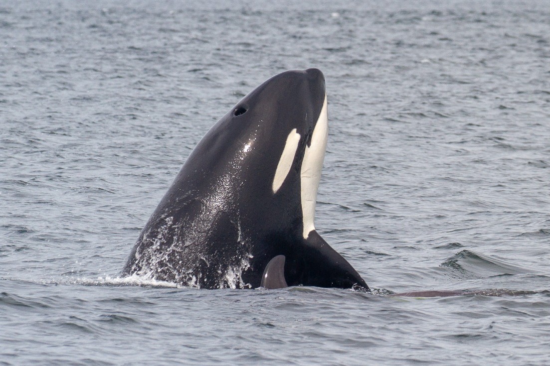 Pacific Whale Watch Association π³ (@thepwwa) on Twitter photo We love a good spyhop! This one is brought to us courtesy of Bigg's killer whale T065B "Chunk". Chunk was born to mom T065 "Whidbey" in 1993. Her older sister, T065A "Artemis", was born in 1986, and brother, T063 "Chainsaw", was born in 1978.
π·: Cal Ekstrom, <a href="/sidneywhales/">SidneyWhaleWatching</a> We love a good spyhop! This one is brought to us courtesy of Bigg's killer whale T065B "Chunk". Chunk was born to mom T065 "Whidbey" in 1993. Her older sister, T065A "Artemis", was born in 1986, and brother, T063 "Chainsaw", was born in 1978.
π·: Cal Ekstrom, <a href="/sidneywhales/">SidneyWhaleWatching</a>