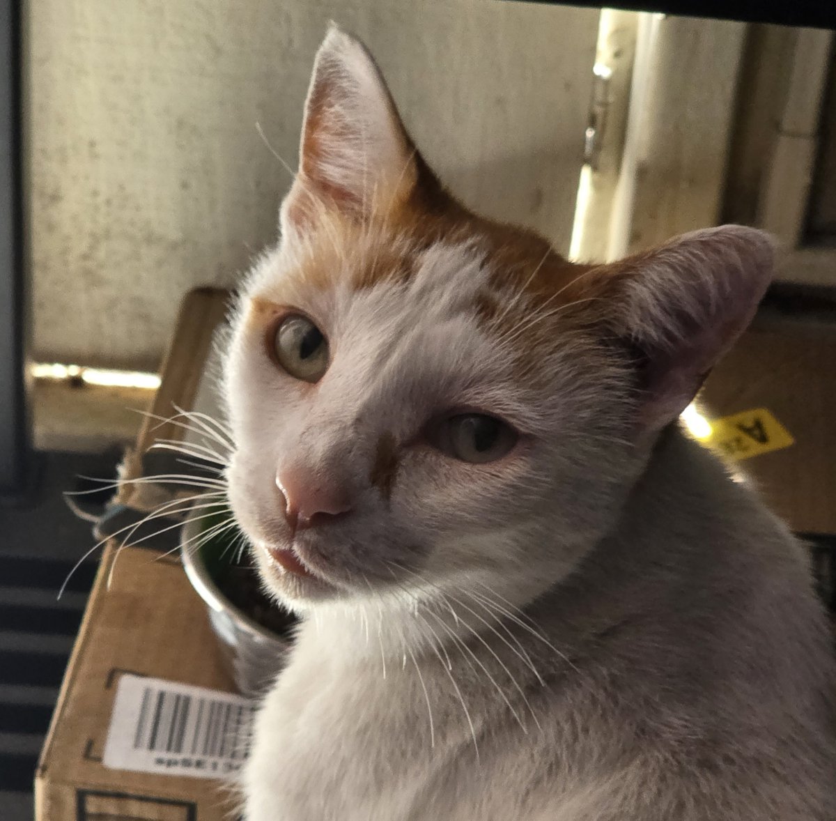 It is the Twosday of the week and we are back in action for more DK Bonananza! We did get some banana chips so we could eat some while playing but they did not last long :(

We will be streaming live on Twitch and the Youtube

ALSO ALSO, LOOK AT OUR CAT!

twitch.tv/kiriktheorc