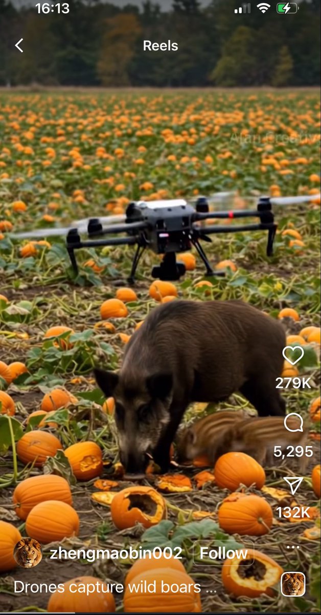 😂😂Who is the one that captures the wild boars.  Drone with a net lifted him right up!! (Saw on Instagram)