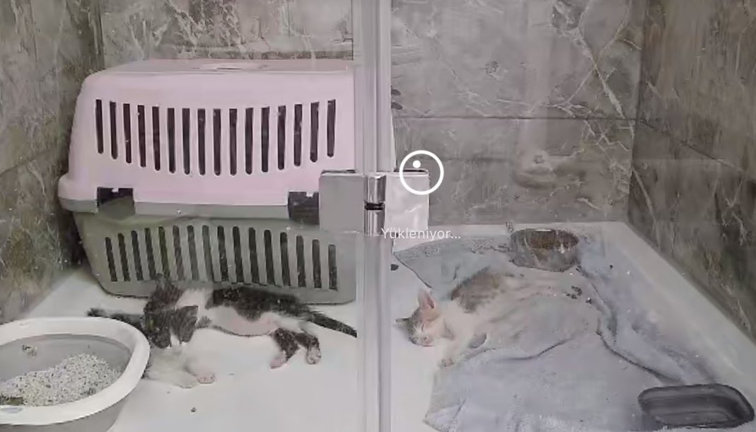 Bu çocuklar apartman deposundan atılmak üzereyken son anda fark ediliyor. Şu an banyoda idare edilmeye çalışılıyor. Acil yuva aranıyor. Ulaşım sağlanır. İstanbul’dalar. 
En sağdakinin yatış ağlatmalık.