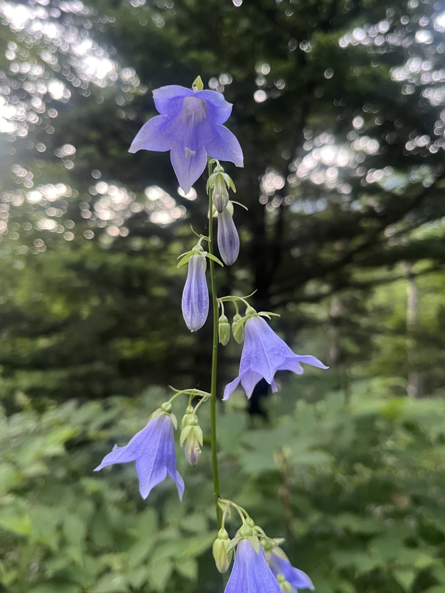 希少！◆中村彰宏◆【朝の散歩\"花を探しに\"】100枚限定19/100◆額付 花図鑑