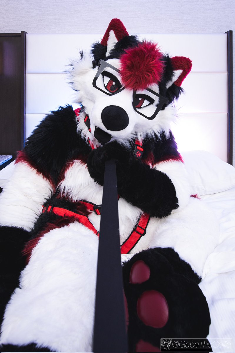 Hard day at work? That's okay. Come grab my leash, it's time to play. 😏

📸: <a href="/gabethecollie/">Gabe Collie!</a>