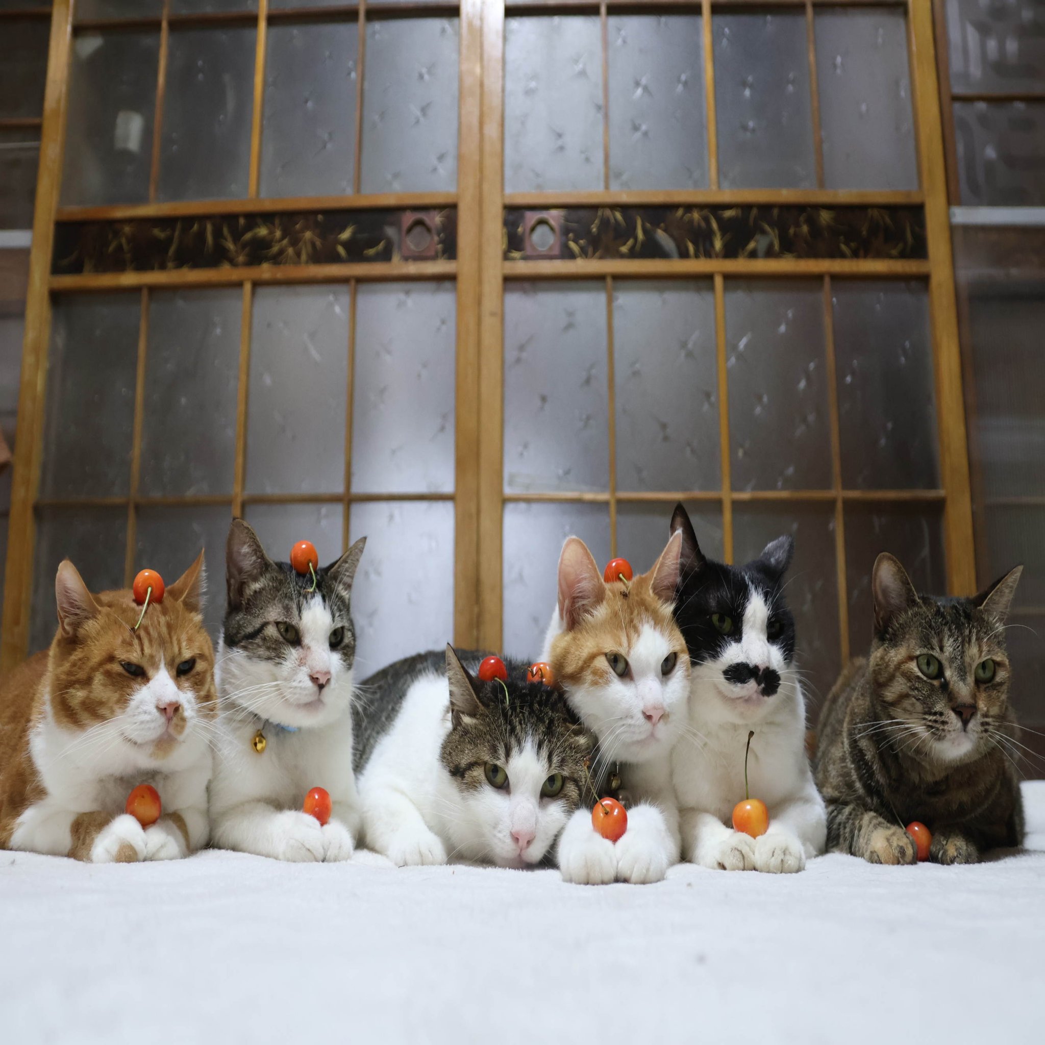 のせ猫 あんず のせ猫 250727 - YouTube