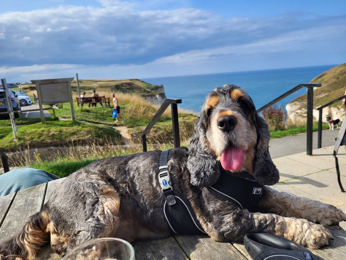 Amber's enjoyed her weekend away! 

🐶🐾❤️🐾🐶🐾🐶❤️

#amber #cocker #cockerspaniel
#cockerspanielsofinstagram
#workingdog #furbaby #girlsbestfriend🐶
#flamborough #thornwickbay #eastcoast #sea #ocean #bluesky #viewforview
#oceanview