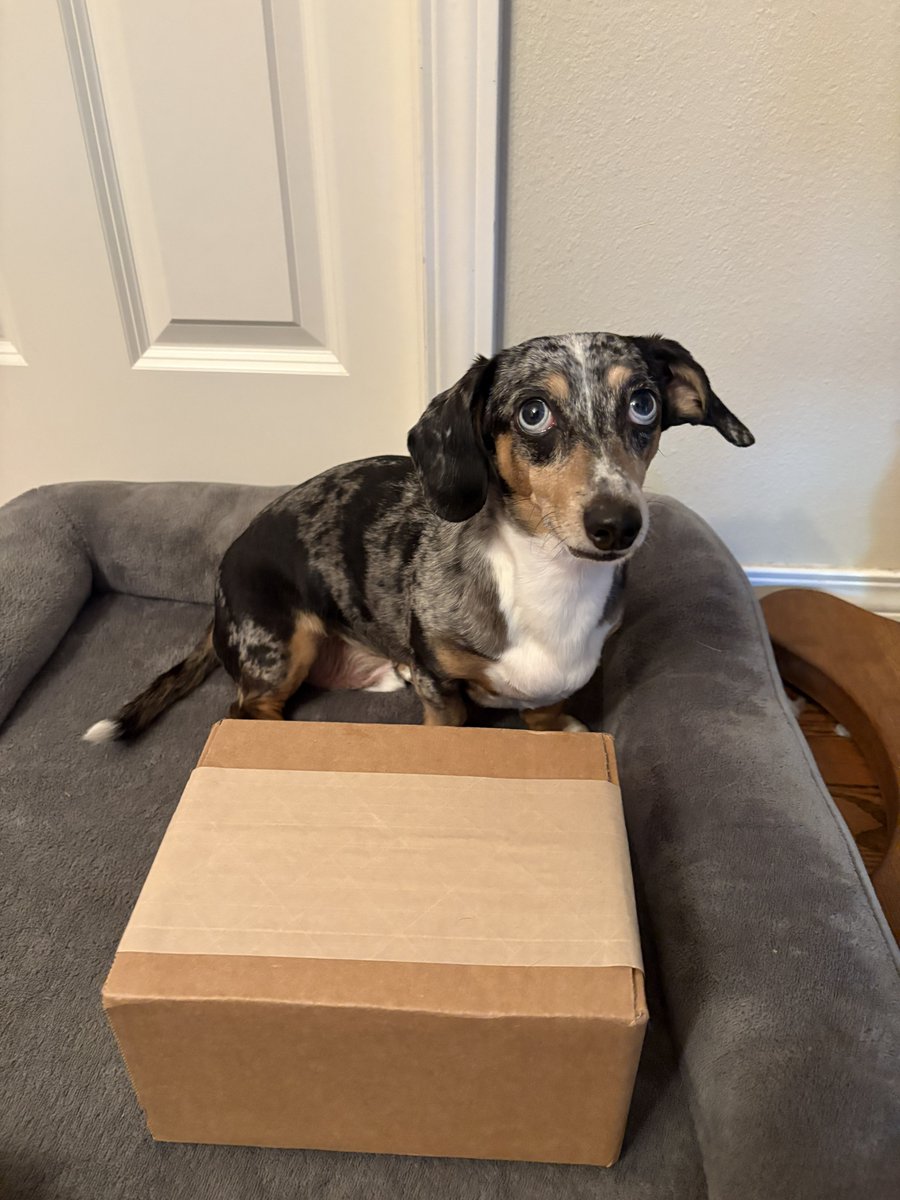 An other day, an other giveaway! 

Inside box is a Pokemon card. You get 10 tries. Anyone who gets it right will be entered in for a free Pokemon slab. 

Hints: 

Big boi above 130 lbs 
Belongs to Gen 1 or Gen 2 
Not yellow, red, or green. 

Also repost for extra chance! 

GO!