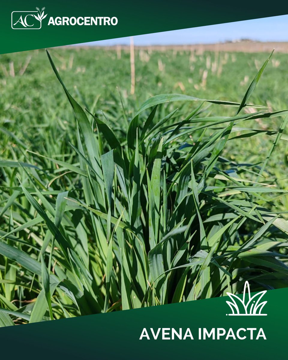 Agrocentro Uruguay tweet media