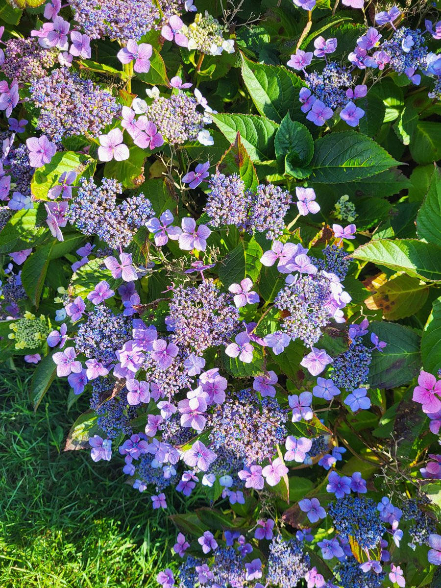 LadySparkling1's tweet photo. The beautiful flowers we came across on our walks 

🪻🏵🌸🌼🌺

#flowers #wildflowers #walking #photography #makesmesmile
#makesmefeelbetter #coloursofnature
#colours #summerflowers🌸
#flamborough #thornwickbay #eastcoast #sea #ocean #bluesky #viewforview
#oceanviewhomes https://t.co/QOXorLRwz2