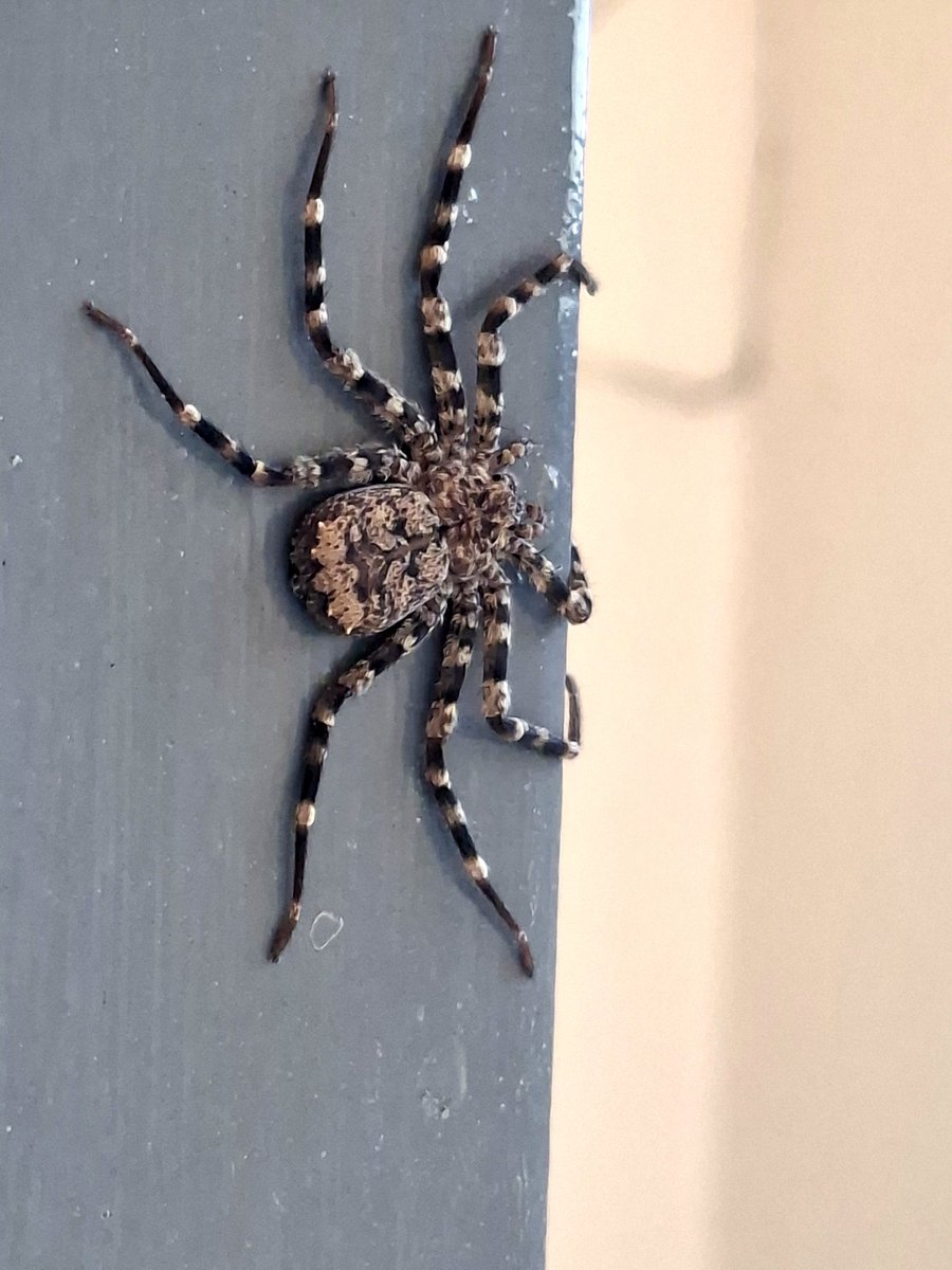 Bugger had me screaming like a girl.  Do not appreciate these little surprises.