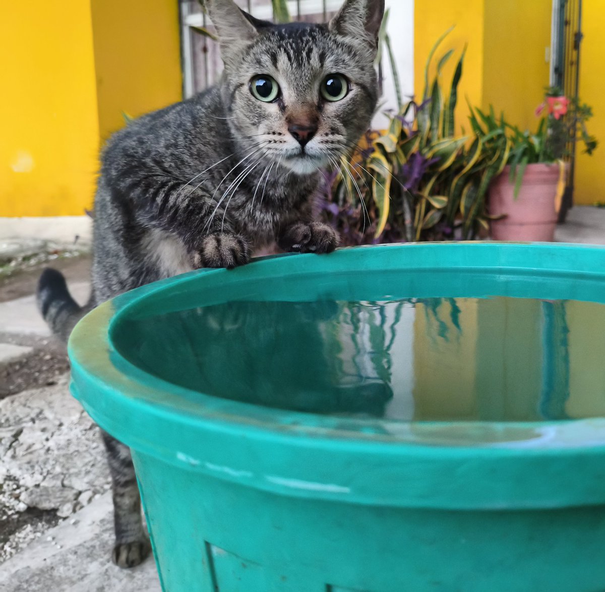 Soy el sr del gato