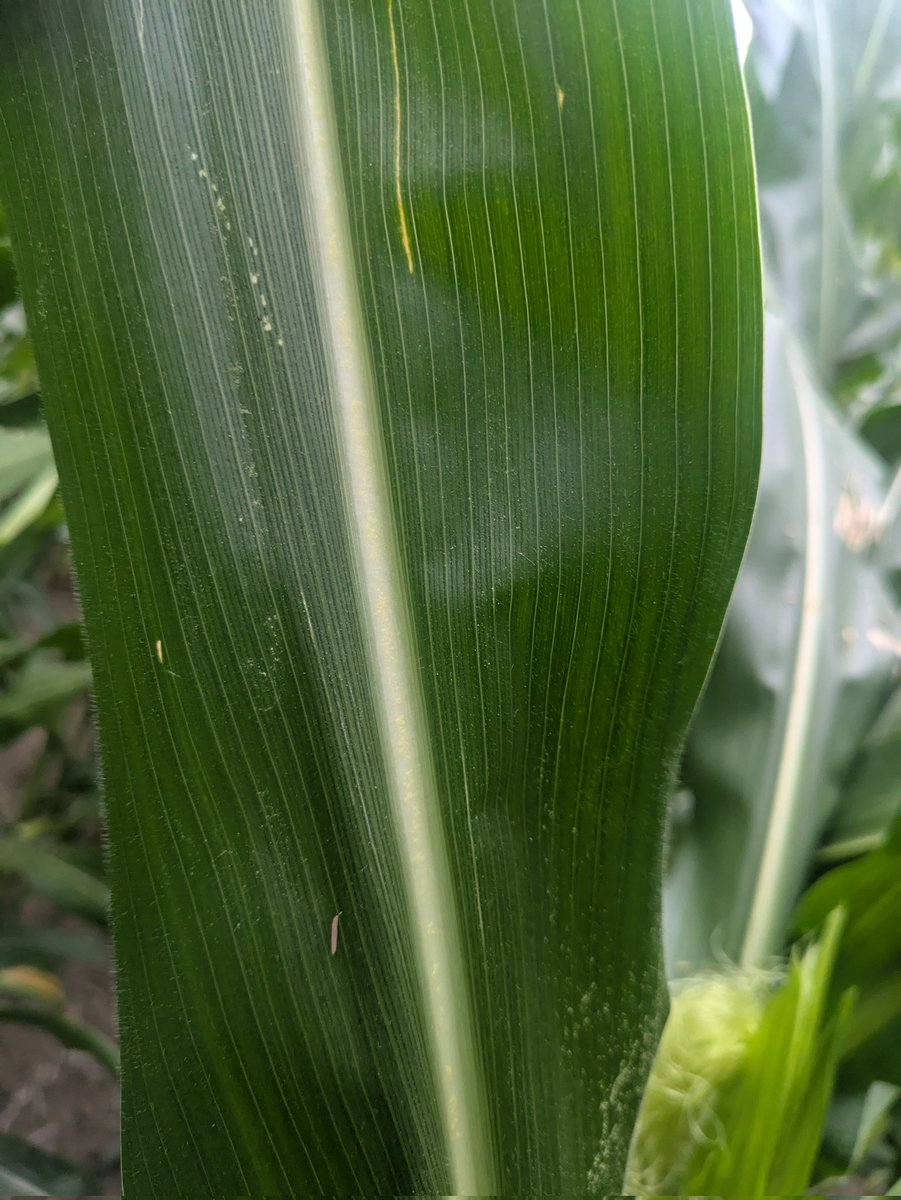 Dan Petker (@petkerfarm) on Twitter photo BEST part of ultra-early super-stupid cob/yield checks (18X37, 33150/Ac) is the stir fry later... <a href="/PioneerSeedsCA/">Pioneer Seeds Canada</a> P1136AM is looking gorgeous though.. BEST part of ultra-early super-stupid cob/yield checks (18X37, 33150/Ac) is the stir fry later... <a href="/PioneerSeedsCA/">Pioneer Seeds Canada</a> P1136AM is looking gorgeous though..