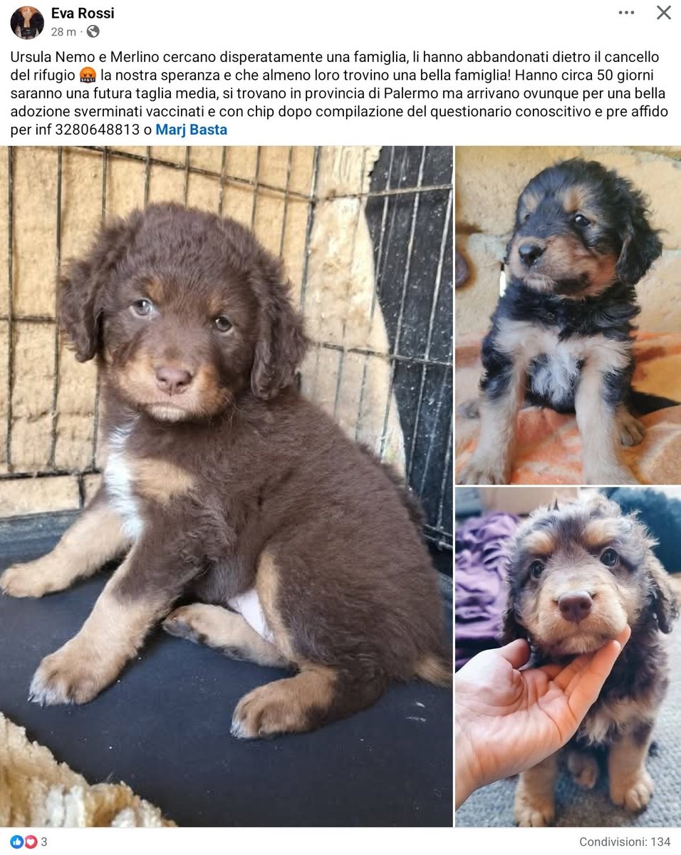#Ursula #Nemo #Merlino #cercafamiglia si trovano in provincia di Palermo ma arrivano ovunque per una bella adozione sverminati vaccinati e con chip dopo compilazione del questionario conoscitivo e pre affido per info #Eva 3280648813 o #Marj Basta