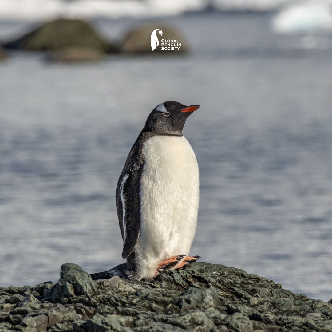 Global Penguin Society (@penguin_gps) on Twitter photo Aura 🐧💯 Aura 🐧💯