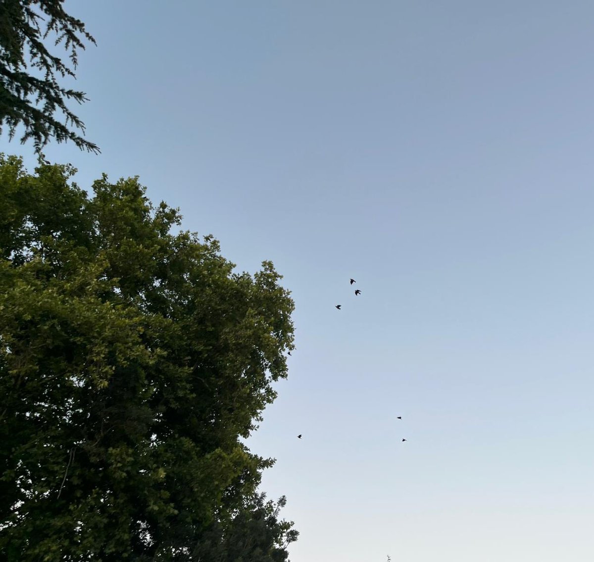 kuşları ve kırmızı pabuçlarımı çok seviyorum,