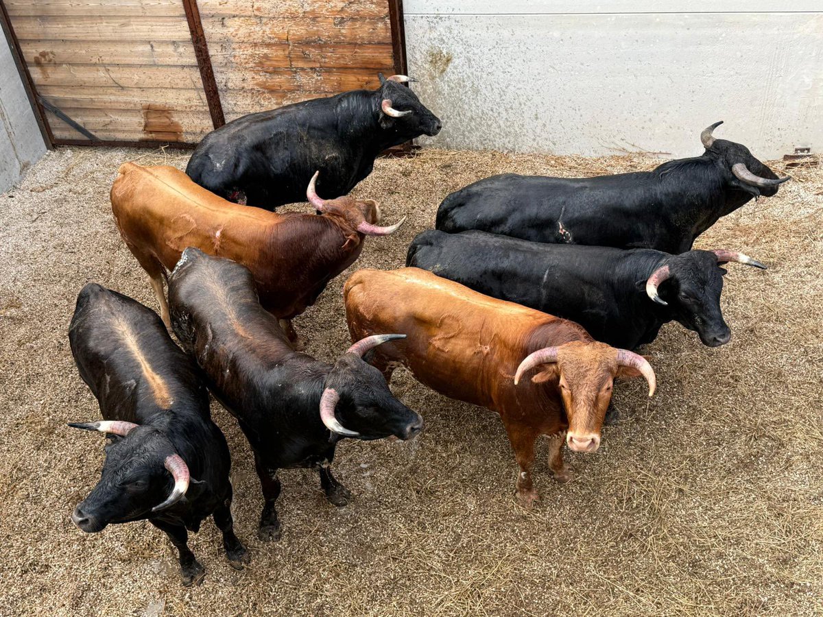 pedrommellinas's tweet image. Mañana 30 de julio es día grande en #Calasparra y cita imprescindible para la #MurciaTaurina. Las jóvenes promesas se disputan la prestigiosa #EspigaDePlata. Aficionado, ¡no faltes! 👇