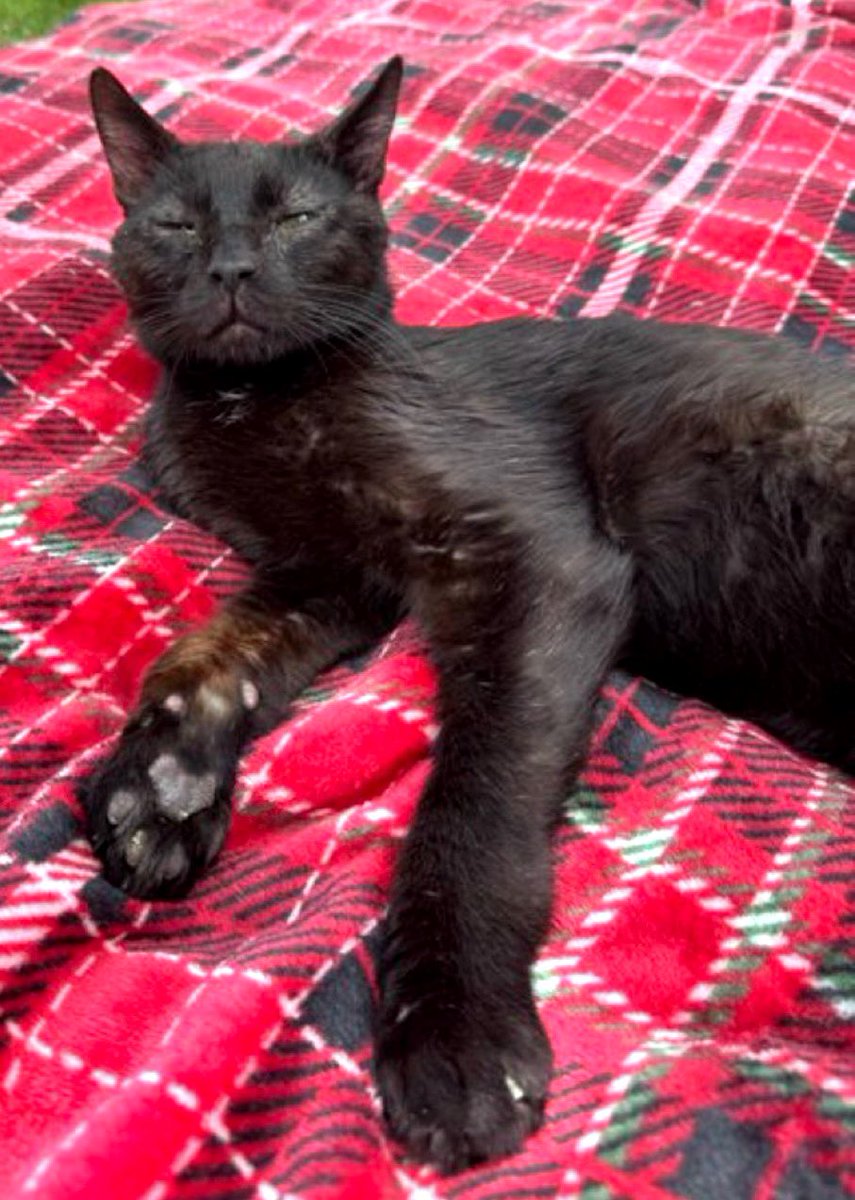 Nutmeg's Crew🌻🇺🇦 (@catgirl321) on Twitter photo #TributeRide 7/29/25
I am riding for:
<a href="/danapixie/">Mitzi & Madi's staff. LOVE Daffy & TSK 🌈❤️😢💔</a> utterly heartbroken Mom, Auntie Dana💔
Dearly loved SHERMY has collected his wings at Rainbow Bridge🌈🌟
#BBOT #PinkAngels #weeti #ZSHQ #TheRuffRiderz #TheAviators #AngelsTogether #AngelShermy #TributeRide 7/29/25
I am riding for:
<a href="/danapixie/">Mitzi & Madi's staff. LOVE Daffy & TSK 🌈❤️😢💔</a> utterly heartbroken Mom, Auntie Dana💔
Dearly loved SHERMY has collected his wings at Rainbow Bridge🌈🌟
#BBOT #PinkAngels #weeti #ZSHQ #TheRuffRiderz #TheAviators #AngelsTogether #AngelShermy