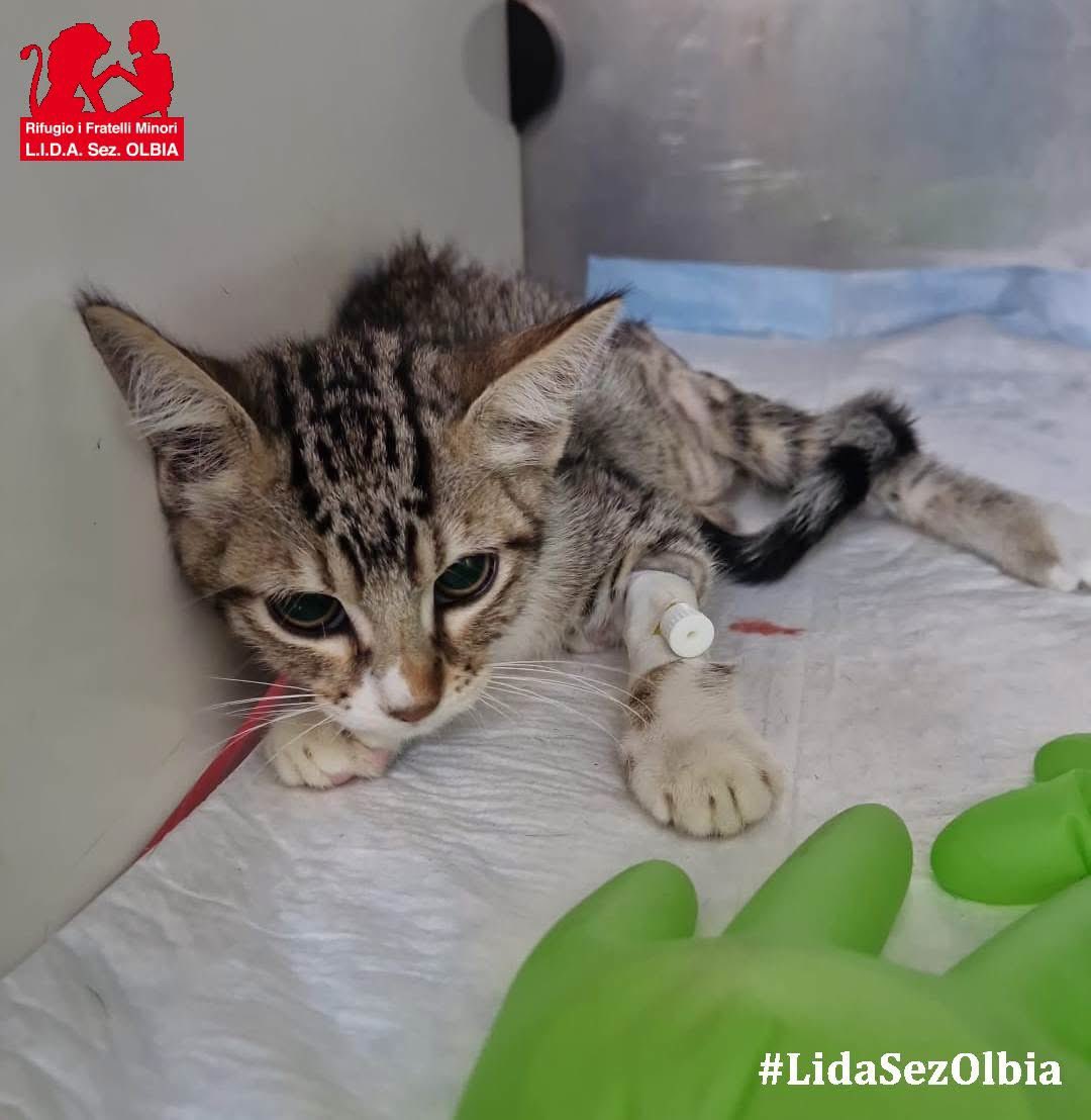 Olbia, 29.07.2025
La Piccola Monda è stata operata,  una gattina tanto fragile quanto sfortunata. Dopo un delicato intervento chirurgico per ridurre un’ernia e affrontare due fratture alle ali dell'ileo, la piccola ha mostrato un'incredibile forza.  
L'intervento non è stato