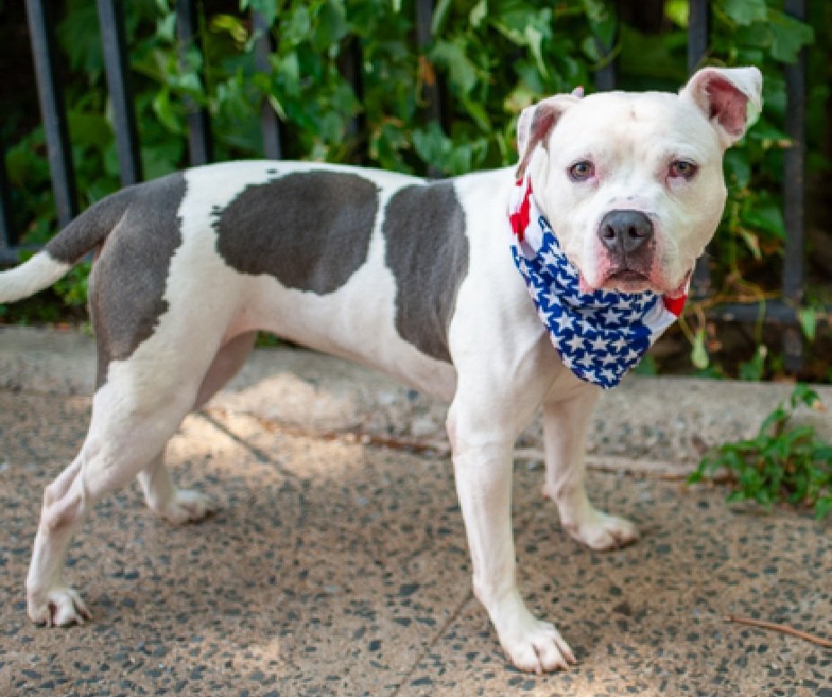 Bruno 229702
Listed TBK 7/31
#NYCACC #AdoptMe 
A cute 5 yr old boy
Listed due to medical reasons 🚑
Has surgery to correct chronic penile issue w/paraphimosis
Needs care &amp; attention they will not provide
Playful &amp; cute
Save Bruno!
nycacc.app/browse/229702
#Pledge4Rescue #foster