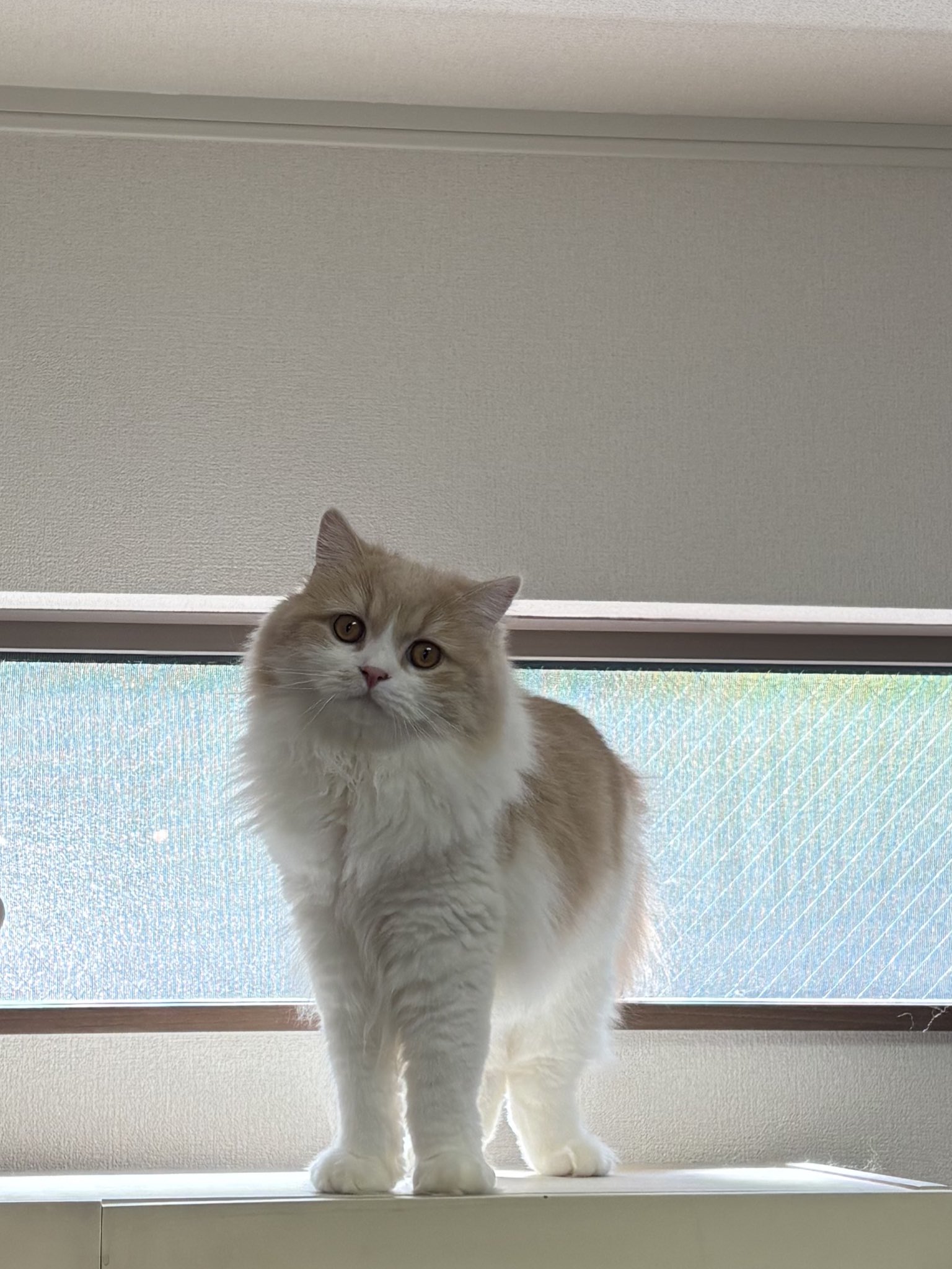 あやねこ こちら付喪神NEKOちゃん描かせていただきました