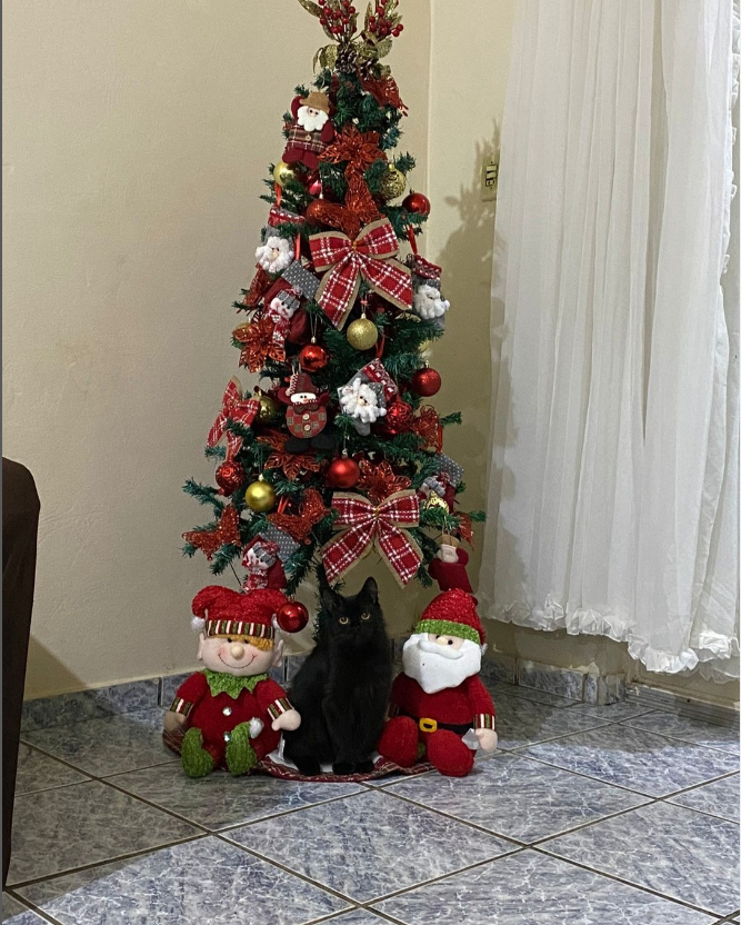 EliarneyN's tweet photo. 🥷🏻 LIVE ON   🥷🏻

🧛🏼‍♂️ CSZINHO ATE O DIA RAIAR 🧛🏼

👻 https://t.co/IG6899PxwE 👻
👻 https://t.co/IG6899PxwE 👻

Sorteio uspzinha pra geral !sorteio

Quem puder deixa aberto pra da aquela força o elyzao agradece mt

@kick https://t.co/nabHvqtyJP
