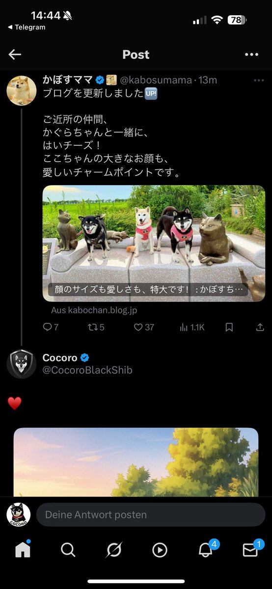 Can280420's tweet photo. @CocoroBlackShib and also the true legacy the true cult the true narrativ the true bloodline of doge and the story. Cocoro first black Shiba queen in history owned by kabosumama sister of doge and neiro combined with the pure organic legendary cult. The hole trinity is complete. Doge, Neiro, Cocoro. We also donate several times to the chibawan shelter where doge and neiro came from.