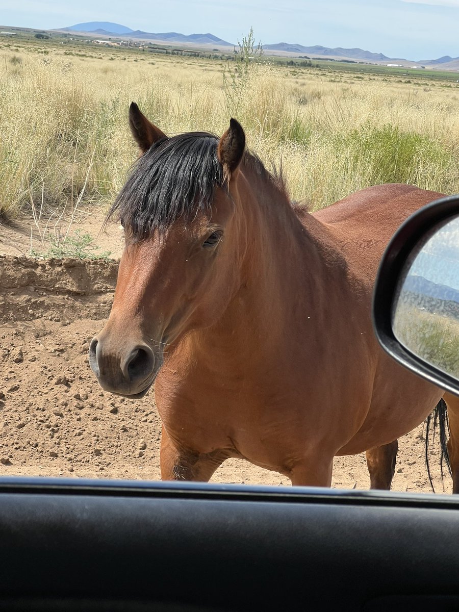 Today we saw the magical wild horses and their babies. #wildhorses #Horses
