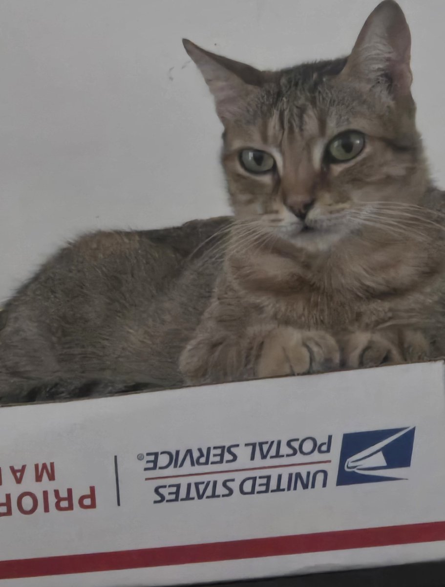 sandra2543's tweet photo. Margie. #meowexpress #mailcat https://t.co/47QXgiz6Ny