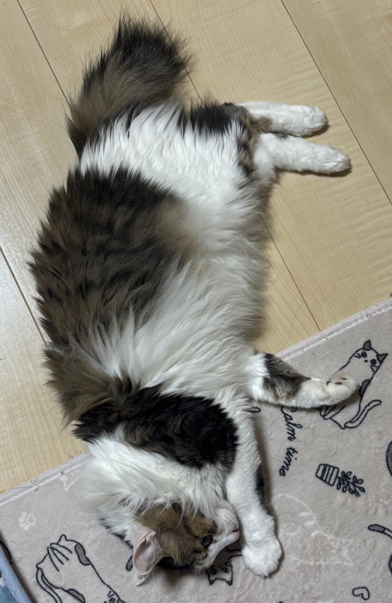 さいとう on X: 