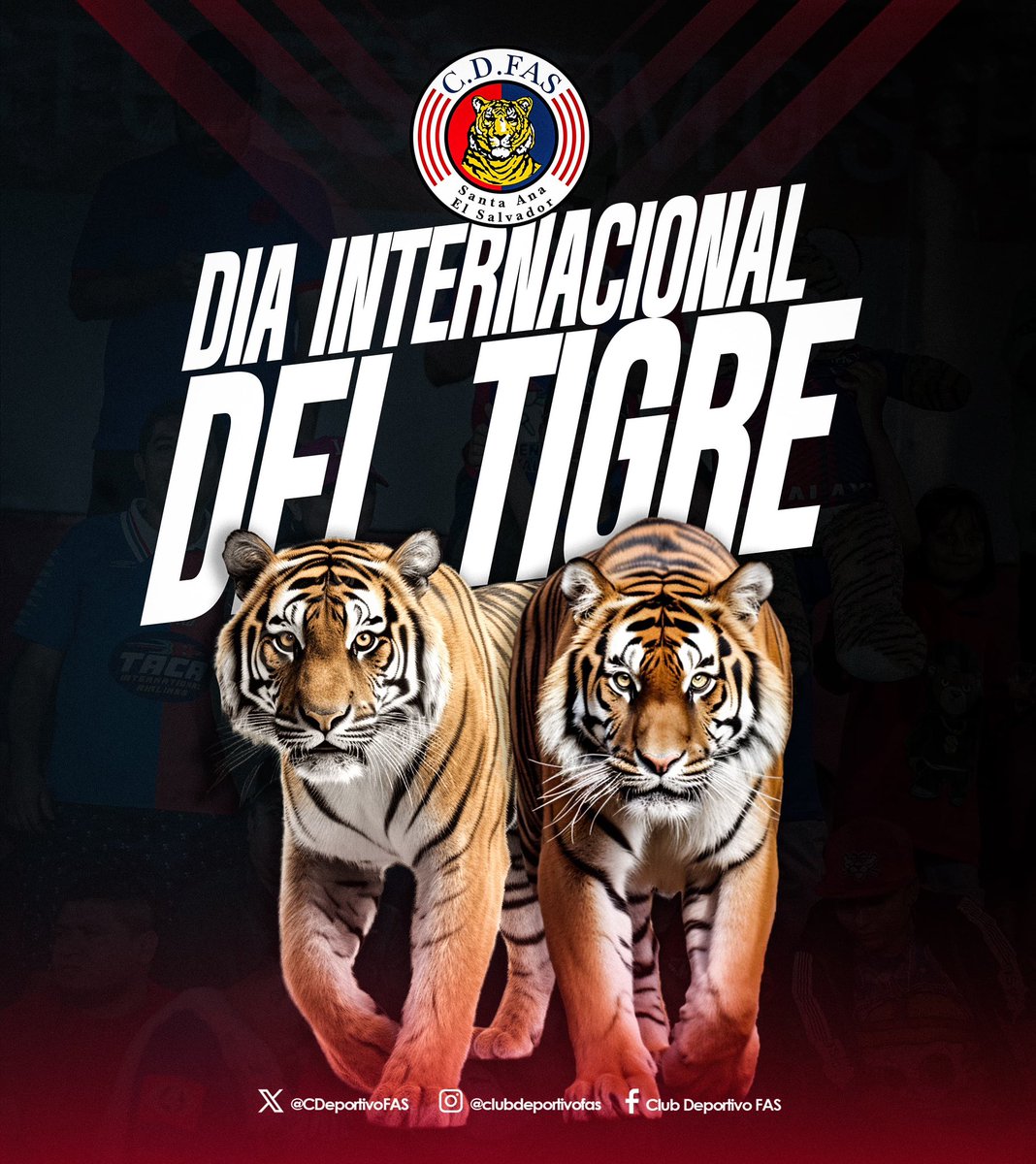 🐯 ¡Feliz Día del Tigre, familia! 🐯
Hoy no solo celebramos a uno de los felinos más poderosos del mundo… ¡también celebramos a la mejor afición que ruge con orgullo en cada estadio!

Si llevás el corazón pintado de azul y rojo, si rugís con cada gol y defendés este escudo con