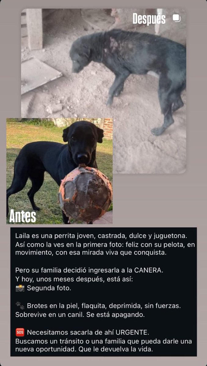 Laila necesita tránsito o un hogar para siempre 🥺💔
Cualquier consulta, comunicarse por privado
<a href="/aaguvolpato/">agu </a>