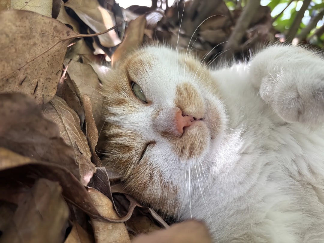 起きる時間だよ🐱
猫はすべてを癒してくれるよ✨
気持ちが全部顔に出ちゃう小さな猫ちゃん🐾
こんなに可愛い小さな猫、誰が耐えられる？💕
友達がシェアしてくれたよ！✨