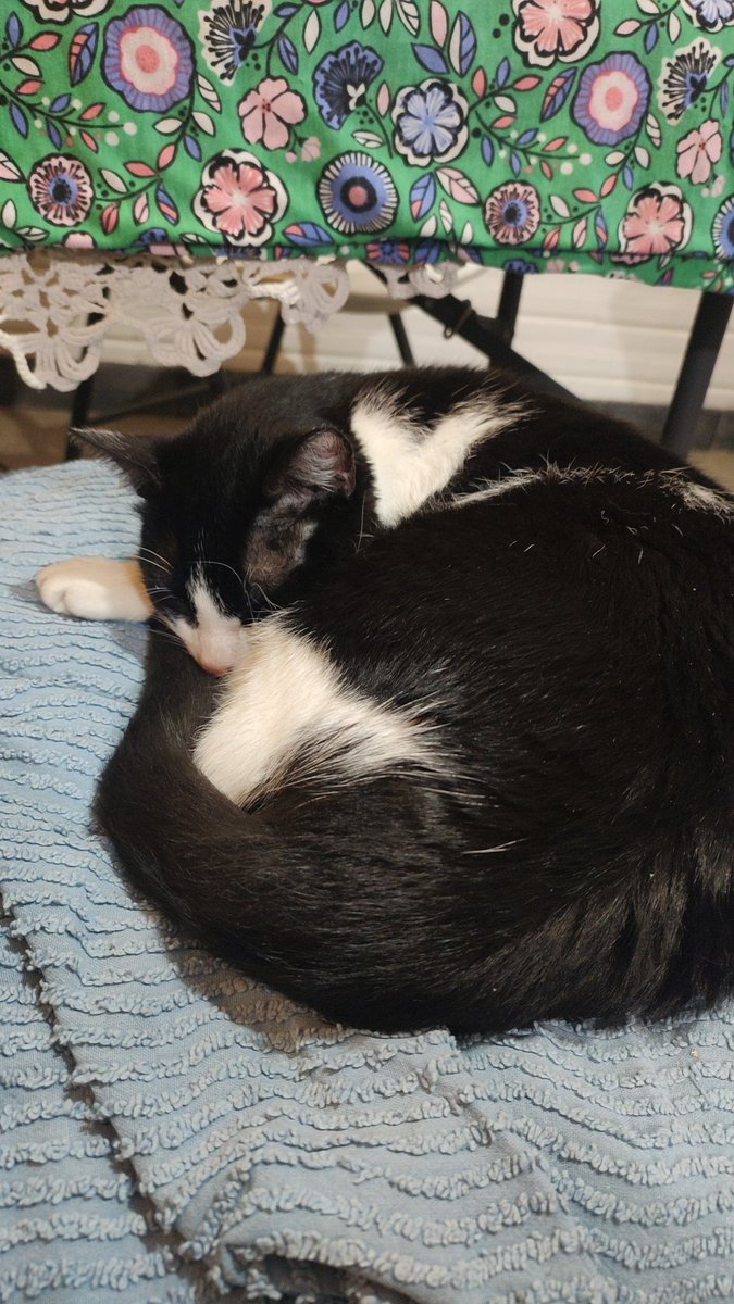 GARABATOCOIN's tweet photo. La fama me tiene cansado. Me voy a dormir.

Miau. https://t.co/HSv3rpAZOg