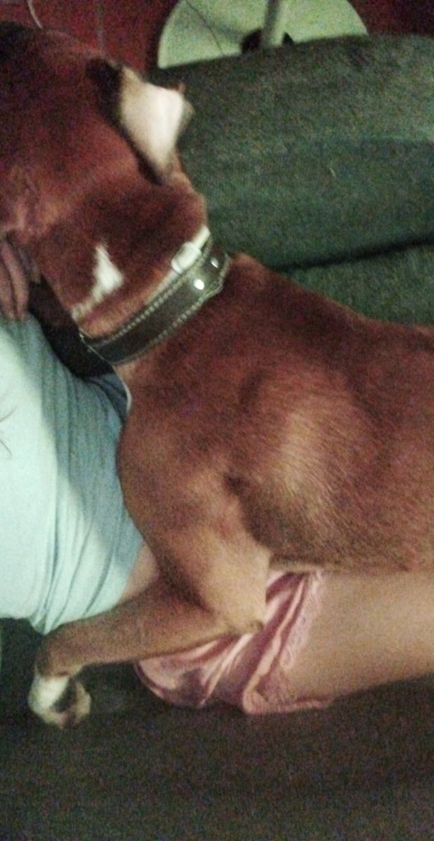 MerLovesCats's tweet photo. Cuidar un boxer es literalmente esto https://t.co/yAmcdUC7PY