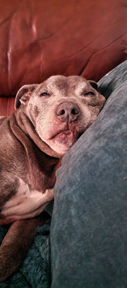 Grandpa Ben is nice &amp; relaxed now. 

Love watching him like this 🥰 
For just a minute I forget he's terminally ill 🥺 Then it comes back to me and I feel helpless 😭

Love you my old boy, more than you will ever know ❤️