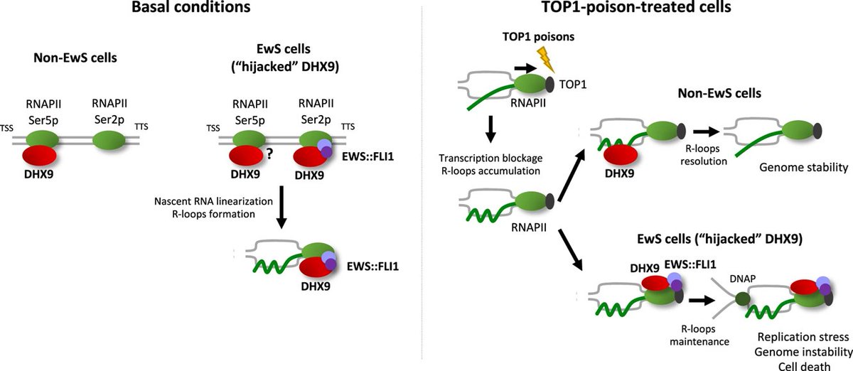 Mesenchymal Cell News (@mesenchymalcell) on Twitter photo Researchers including Joaquin Olmedo-Pelayo report a novel mechanism of sensitivity to DNA topoisomerase 1 poisons in #EwingSarcoma.
They demonstrate the impact of a dominant mutation on cancer drug sensitivity. π
go.nature.com/3IScFEn | <a href="/oncogenejournal/">Oncogene Journal</a> Researchers including Joaquin Olmedo-Pelayo report a novel mechanism of sensitivity to DNA topoisomerase 1 poisons in #EwingSarcoma.
They demonstrate the impact of a dominant mutation on cancer drug sensitivity. π
go.nature.com/3IScFEn | <a href="/oncogenejournal/">Oncogene Journal</a>
