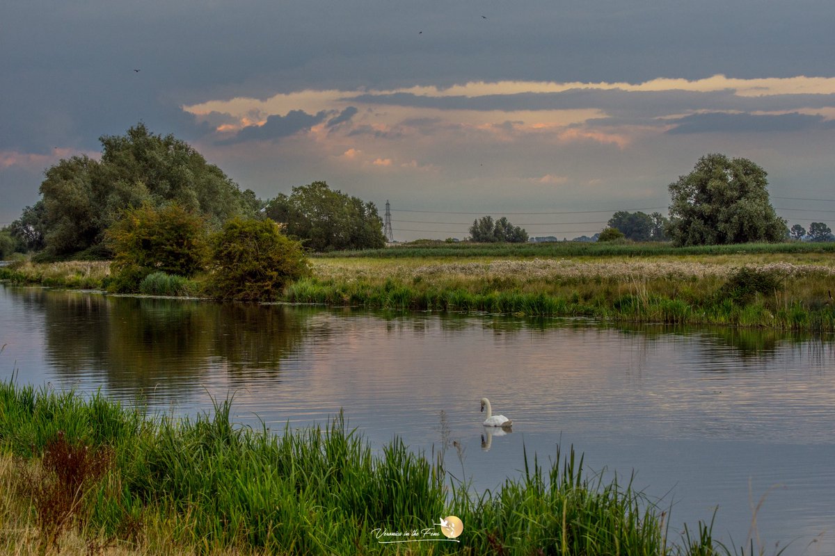 Veronica in the Fens 🧚🏼‍♀️ My Heart in Nature tweet media