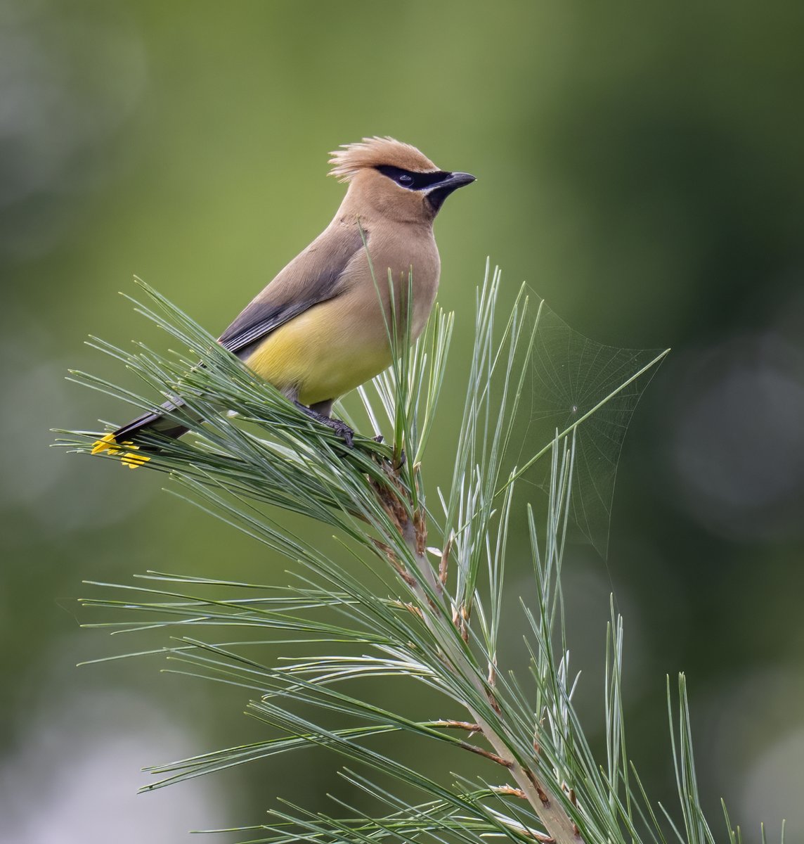 A Cedar Waxwing and a cobweb adorn the top of a White Pine. These bird eat a lot of fruit but will hunt down insects midair in the warmer months. I watched a few of them flying over the field and hawking insects.