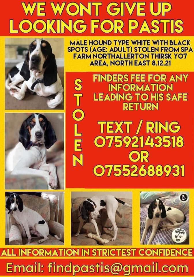 Hello,
We are desperate to find our dog.
He’s a #rescue #hound from Southern Europe.
Missing #Thirsk #YO7 
Please share this post and if someone has seen him contact us.

Thanks for your help and support.
🐾🙏🏻🐶💚
CONTACT 07592143518 / 07552688931