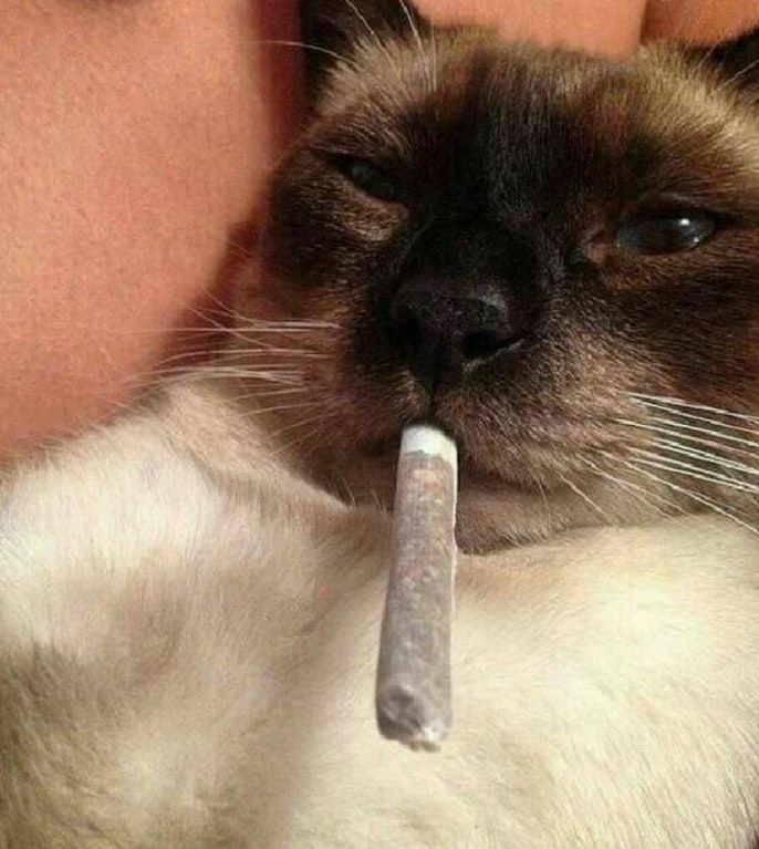 Coisas que até o Diabo teme (@diaboteme) on Twitter photo 