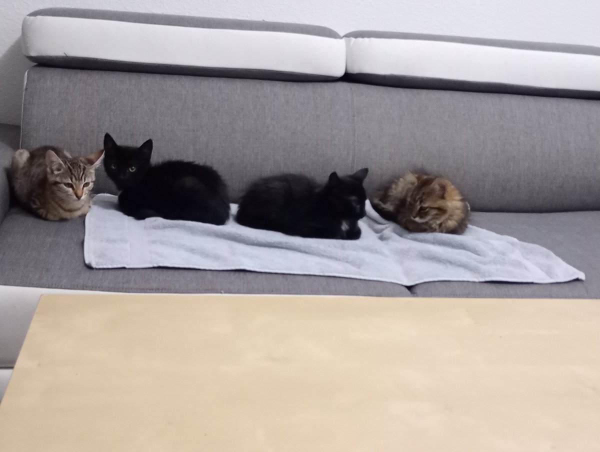 Des bêtises mais aussi de la mignonnerie. <a href="/medandcats/">Sunshine</a> <a href="/Sandra_Congress/">Sandra 🐦nommée ChoupiQueen (parfois pas choupi)</a>