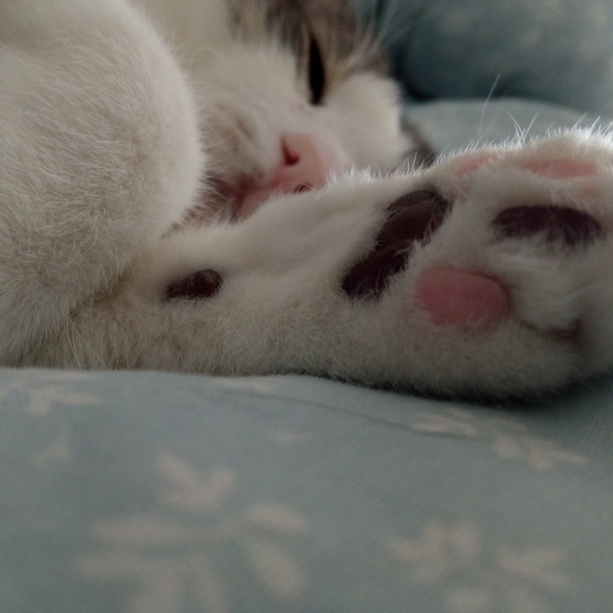 Nâzım Hikmet'in 
dediği gibi;
"Alt tarafı bir çiçek toplayıp, 
bir hayvan sahiplenip, 
birkaç insan tanıyıp, 
sevip gidecektik 
bu dünyadan. 
Nasıl kötü bir zamana denk geldi ömrümüz. 
Vicdansızların, 
sapıkların,
katillerin,
nefretin,
cehaletin 
ortasına düştük."