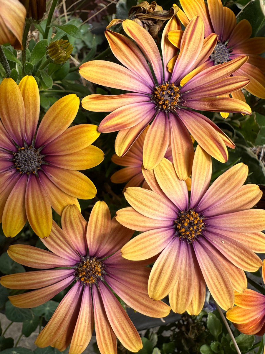 Collected photo — "Sunshine" by <a href="/elfearsfoxsox/">🌿𝔈𝔩𝔣𝔢𝔞𝔯𝔰𝔣𝔬𝔵𝔰𝔬𝔵🌿</a> on <a href="/objktcom/">objkt</a> 
objkt.com/tokens/KT1QHQH…