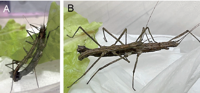 JpnJsystEnt's tweet photo. MINOSHIMA, Y.N., T. SUMIKAWA, K. WATANABE and K. SÔTA: First record of a rare male individual of Neohirasea japonica (de Haan) (Phasmatodea, Lonchodidae) from Kyushu, Japan
JJSE 31(1): 76-79.
#Phasmatodea
https://t.co/n2lRHmZwul https://t.co/sslo16NGqO