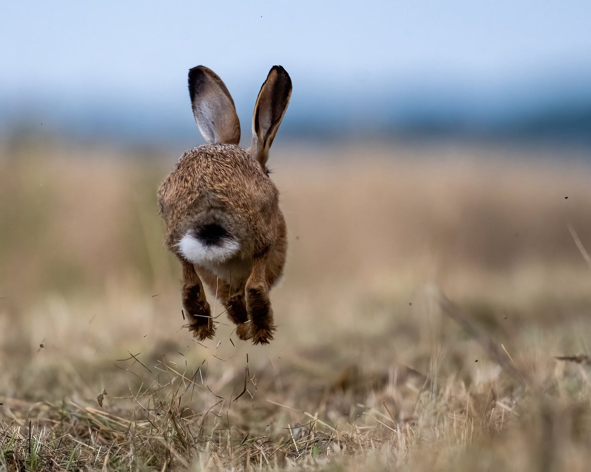 A very small leveret came up close…but then had second thoughts! #hare #leveret