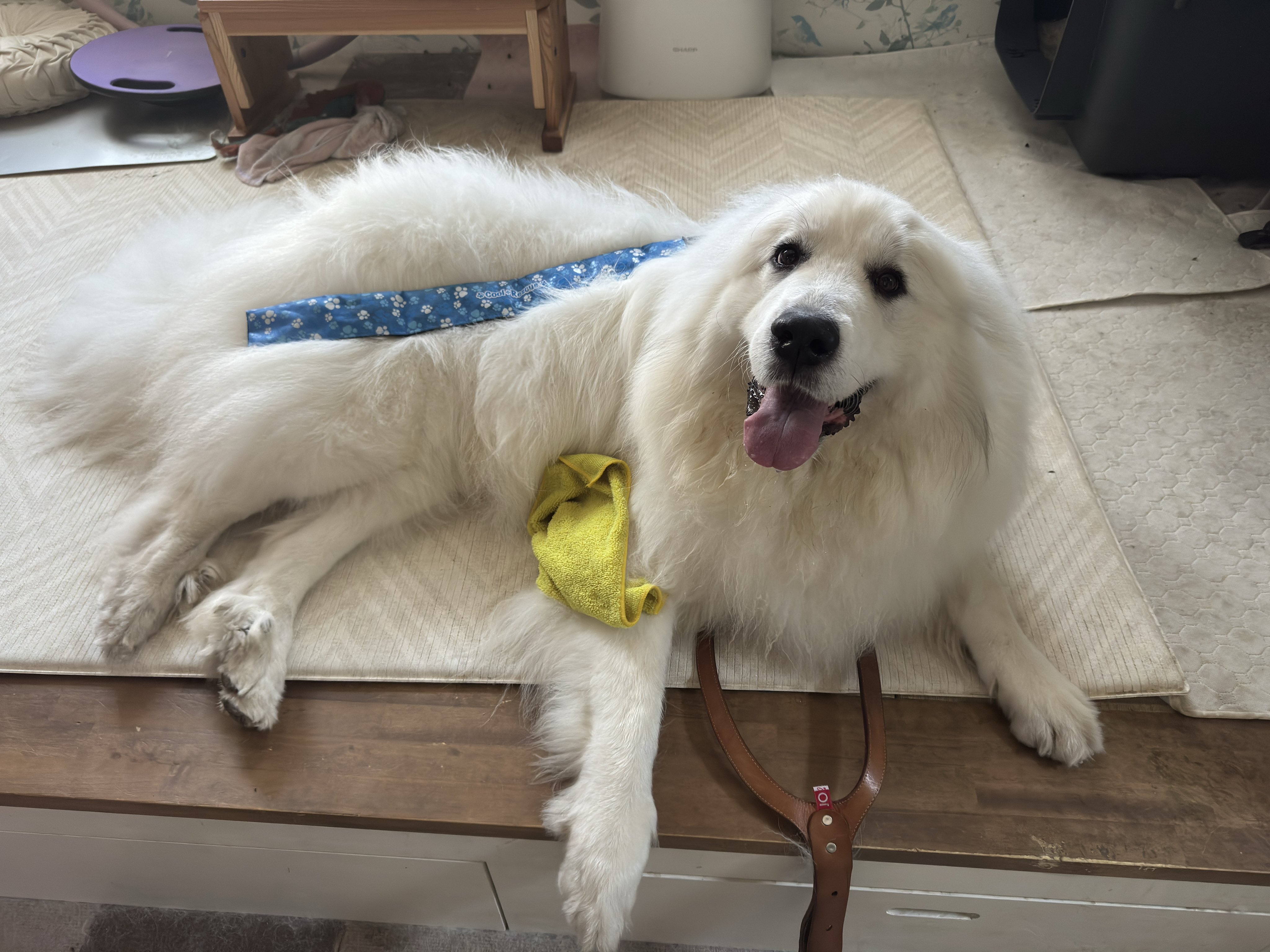 ピレネー犬のすべて セレネちゃん日記 (@Pyrenees_Selene) / X