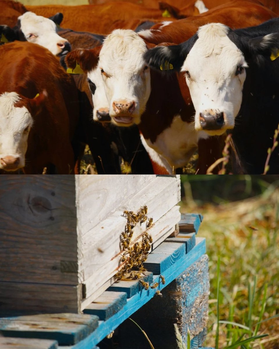 𝐄𝐯𝐞𝐬 𝐇𝐢𝐥𝐥 𝐅𝐚𝐫𝐦
The goal was to showcase Jeremy's expertise in regenerative farming and the stunning biodiversity they foster

These stills offer a glimpse into how our creative eye meets strategic curation

Ready to bring your unique story to life with purpose?